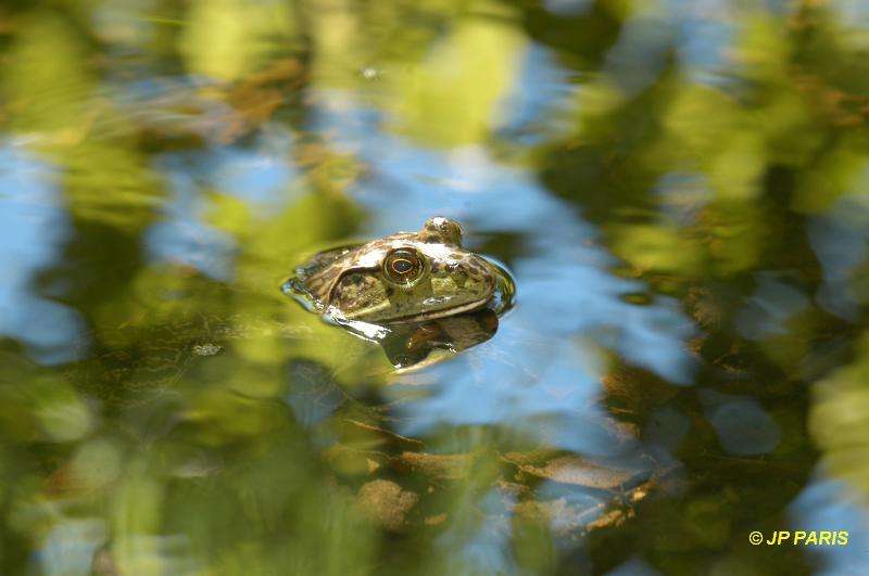 Grenouille taureau